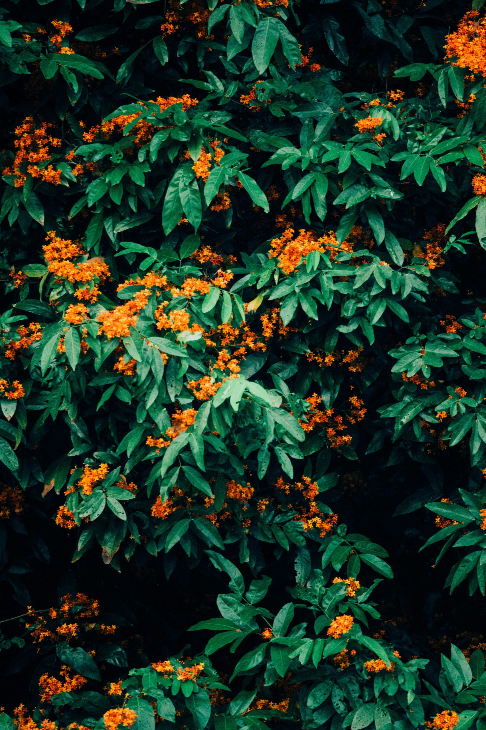 orange flowers on a tree