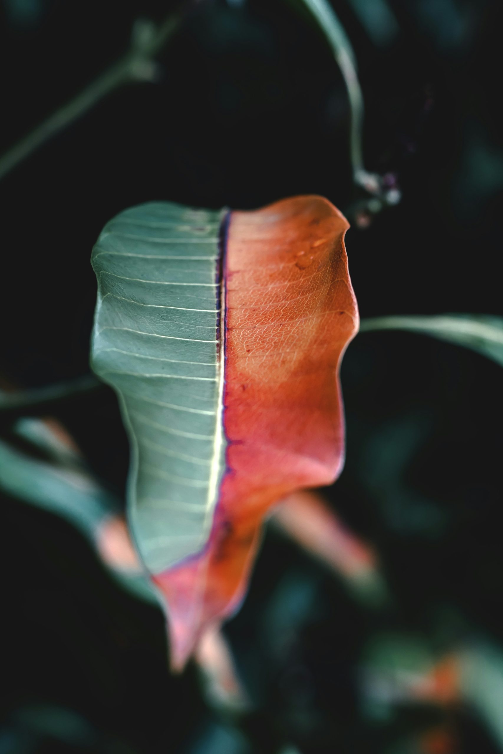 a leaf half green and half brown